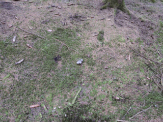 Hygrophorus marzuolus – Märzschneckling, ein Pilz zwischen Nadelstreu und Moos