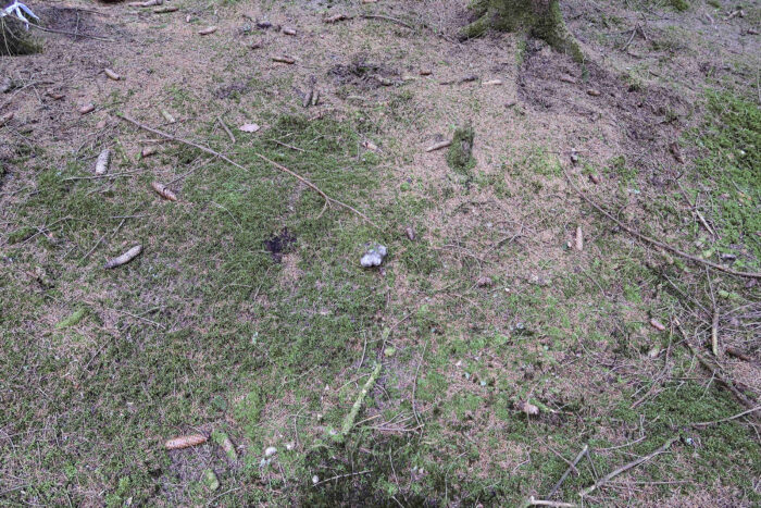 Hygrophorus marzuolus – Märzschneckling, ein Pilz zwischen Nadelstreu und Moos