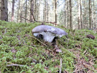 Hygrophorus marzuolus – Märzschneckling, der Wuchsort am Hang ermöglichte diese schöne seitliche Aufnahme