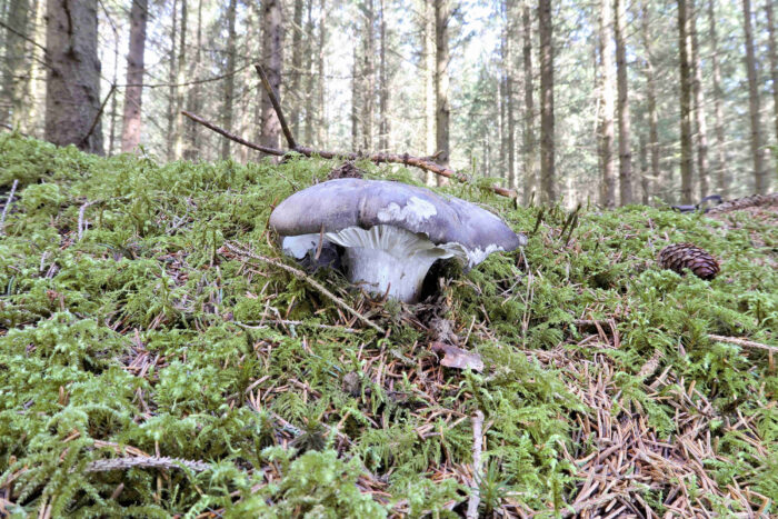 Hygrophorus marzuolus – Märzschneckling, der Wuchsort am Hang ermöglichte diese schöne seitliche Aufnahme