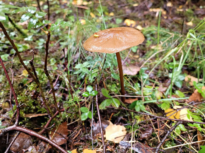 Hymenopellis radicata – Grubiger Wurzelnder Schleimrübling, bei feuchter Witterung ist der Hut schleimig