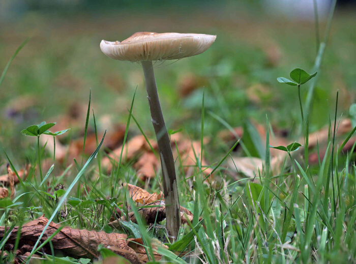 Hymenopellis radicata – Grubiger Wurzelnder Schleimrübling, der lange, dünne Stiel ist typisch