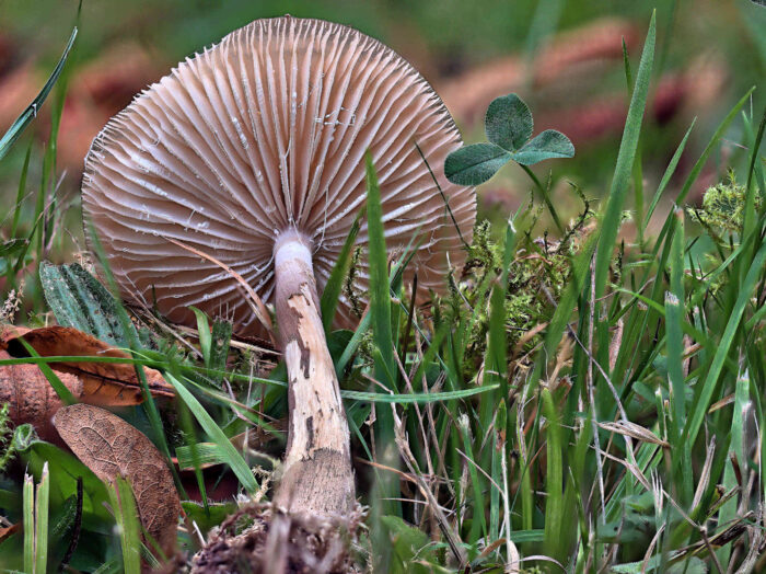 Hymenopellis radicata – Grubiger Wurzelnder Schleimrübling, Blick in die Lamellen