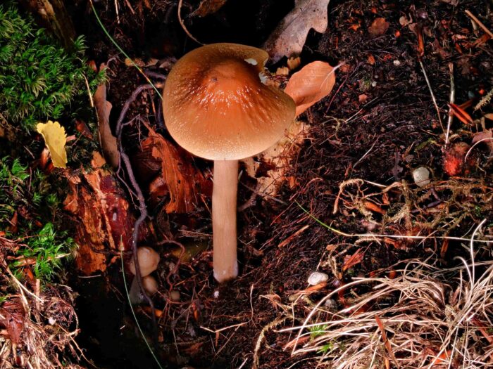 Hymenopellis radicata – Grubiger Wurzelnder Schleimrübling, junges Exemplar an einem Baumstumpf