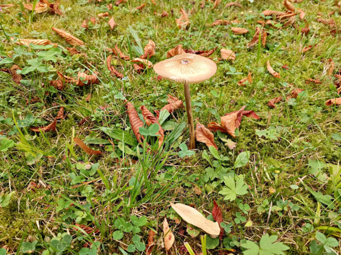 Hymenopellis radicata – Grubiger Wurzelnder Schleimrübling, die Pilze können bis 25 cm hoch werden