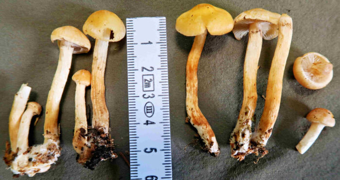 Hypholoma capnoides – Graublättriger Schwefelkopf, schöne, junge Exemplare dieses sehr guten Speisepilzes