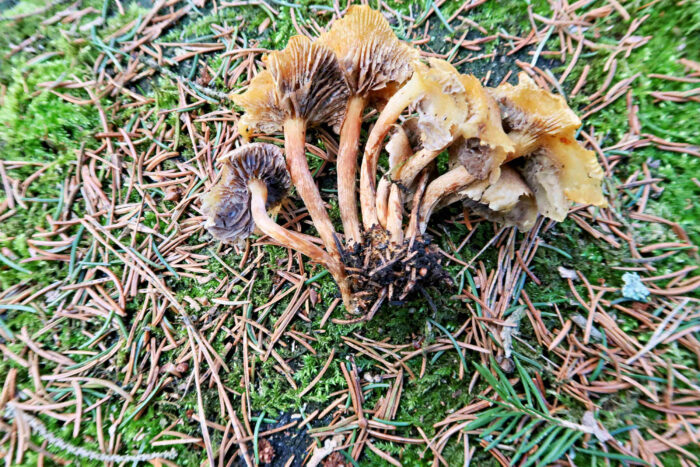 Hypholoma capnoides – Graublättriger Schwefelkopf, diese Pilze sind zu alt für Speisepilze