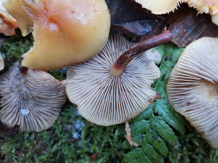 Hypholoma capnoides – Graublättriger Schwefelkopf, typisch sind die grauen Lamellen bei älteren Exemplaren