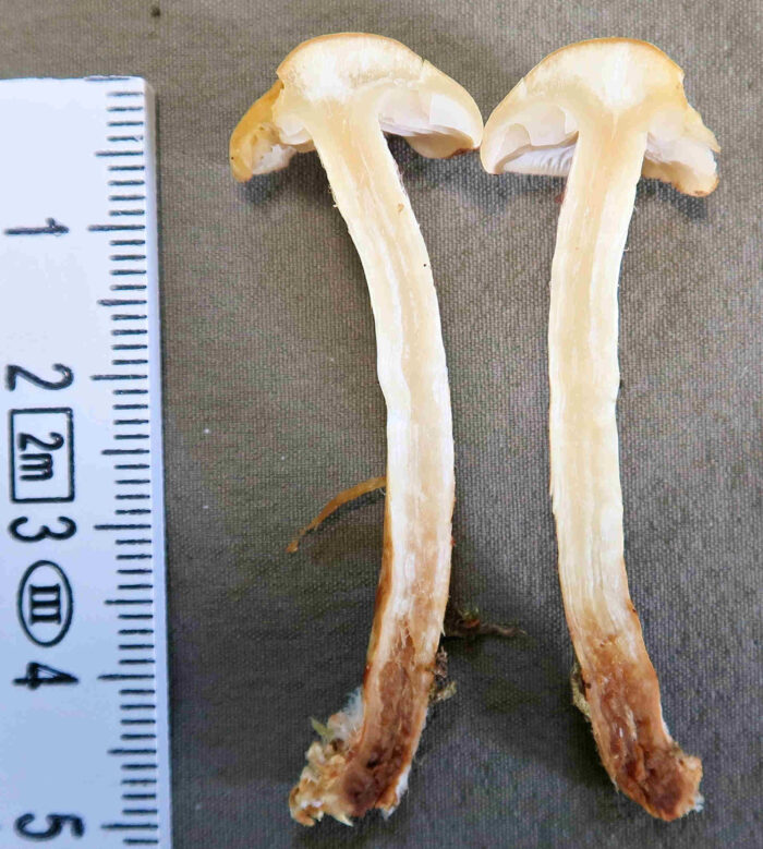 Hypholoma capnoides – Graublättriger Schwefelkopf, Schnittbild