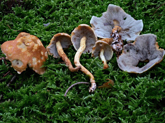 Hypholoma fasciculare – Grünblättriger Schwefelkopf, Gruppe älter Pilze