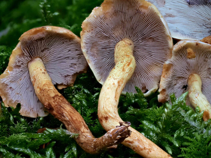 Hypholoma fasciculare – Grünblättriger Schwefelkopf, die grüngelben Lamellen werden durch Sporenpulver dunkel