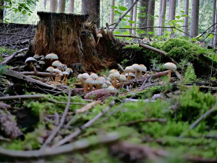 Hypholoma fasciculare – Grünblättriger Schwefelkopf, wachsen hier an einem Fichtenbaumstumpf