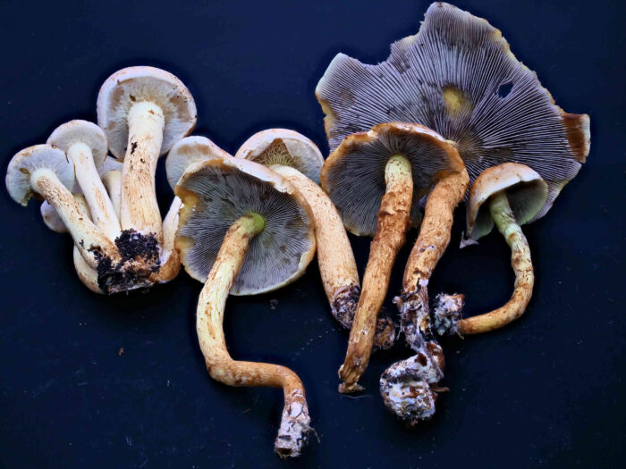 Hypholoma fasciculare – Grünblättriger Schwefelkopf, ganz typisch ist der grüngelbe Stielansatz