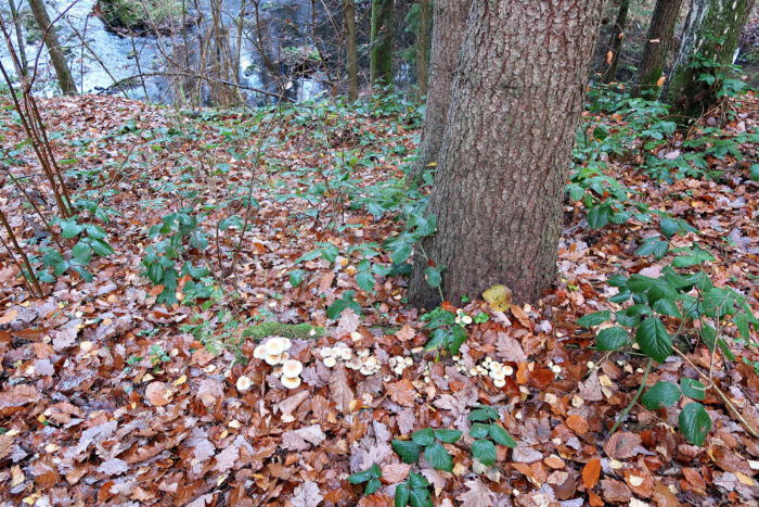 Hypholoma fasciculare – Grünblättriger Schwefelkopf, Fundort auf Totholz im Boden