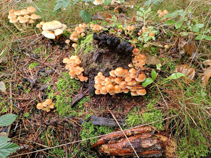 Hypholoma fasciculare – Grünblättriger Schwefelkopf, meist bilden die Pilze große Mengen an Fruchtkörpern aus