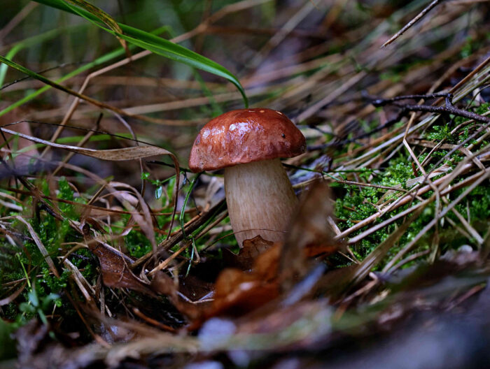 Imleria badia – Maronen-Röhrling, im Regen im Nadelwald