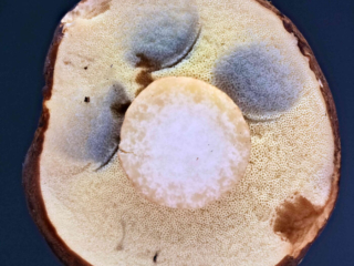 Imleria badia &ndash; Maronen-R&ouml;hrling, bei Druck blauen die R&ouml;hren sofort
