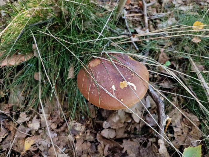 Imleria badia – Maronen-Röhrling, älterer Pilz mit der typischen, braunen Hutfärbung