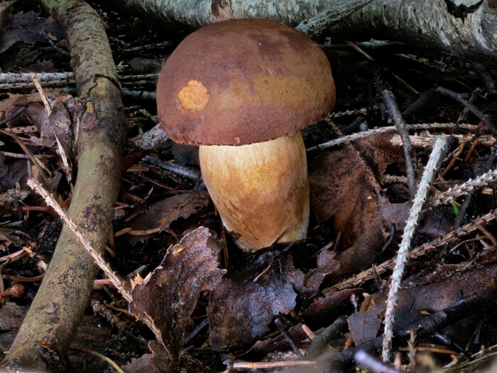 Imleria badia – Maronen-Röhrling, junger Fruchtkörper, 6 cm