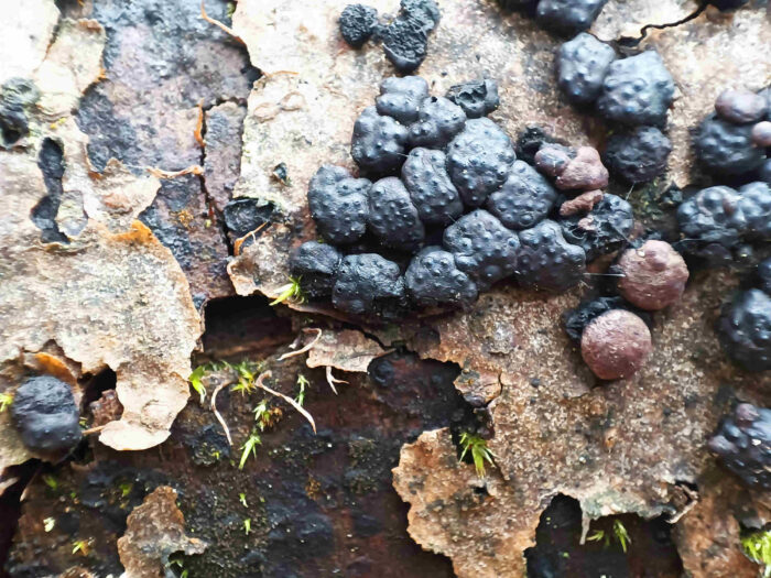 Jackrogersella cohaerens – Schwarze Buchenkohlenbeere, typisch ist die gefelderte, warzige Oberfläche, Durchmesser 6mm