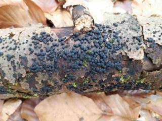 Jackrogersella cohaerens &ndash; Schwarze Buchenkohlenbeere, typische Wuchsform auf Rinde von totem Buchenholz