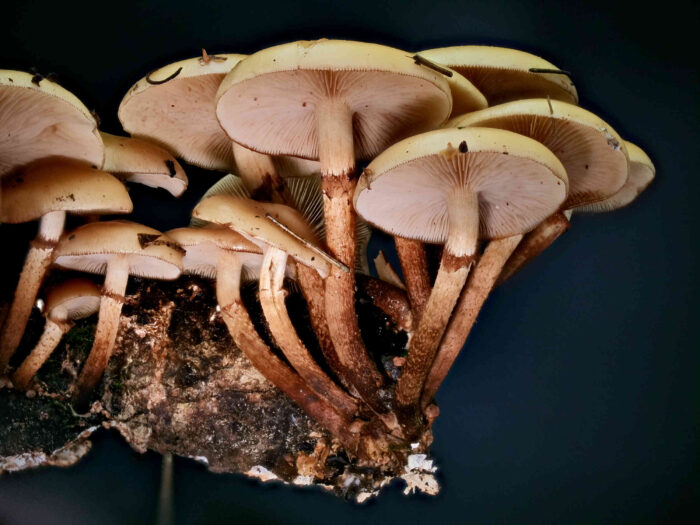 Kuehneromyces mutabilis – Gemeines Stockschwämmchen, diesen Pilz sollten nur sehr erfahrene Pilzfreunde sammeln, der Verwechsler, der Gifthäubling, ist tödlich giftig