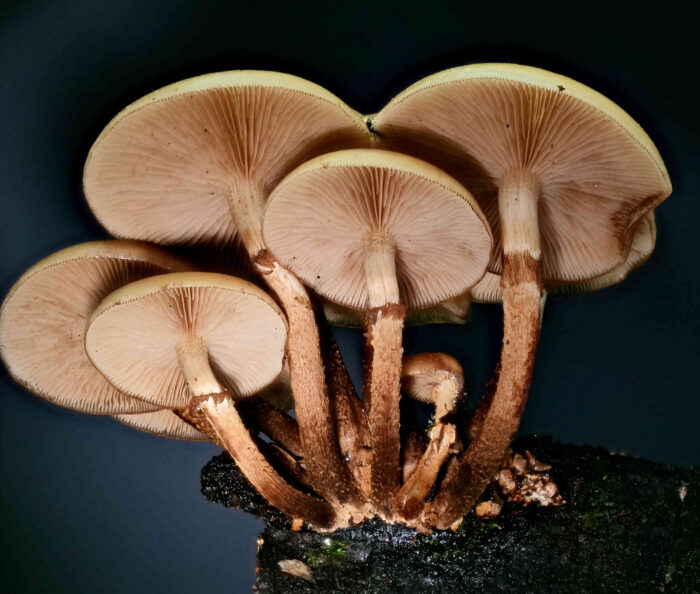 Kuehneromyces mutabilis – Gemeines Stockschwämmchen, typisch ist der hängende, braune Ring und die Schüppchen am Stiel darunter