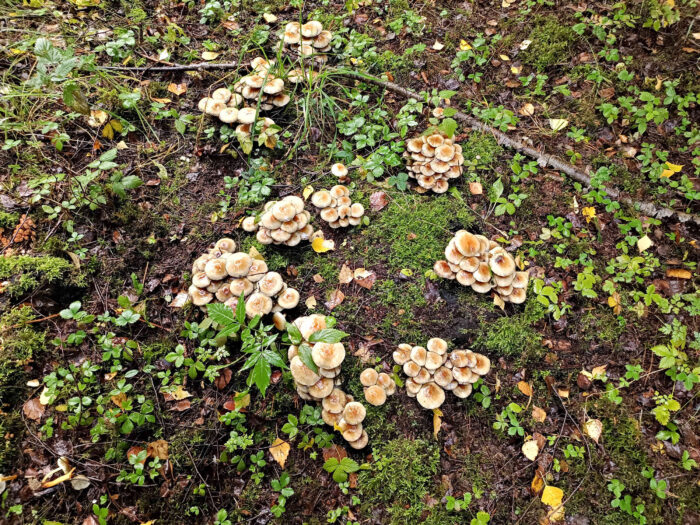 Kuehneromyces mutabilis – Gemeines Stockschwämmchen, der tödlich giftige Verwechsler zu diesem Speisepilz ist der Gifthäubling – Gallerina marginata