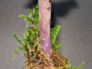 Laccaria amethystina &ndash; Violetter Lacktrichterling, die Pilze sind Schwermetallsammler und sollten nicht verspeist werden