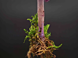 Laccaria amethystina &ndash; Violetter Lacktrichterling, typische Wuchsform