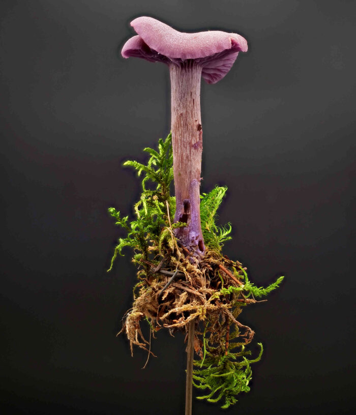 Laccaria amethystina – Violetter Lacktrichterling, typische Wuchsform