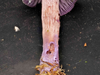 Laccaria amethystina &ndash; Violetter Lacktrichterling, die Lamellen stehen weit auseinander