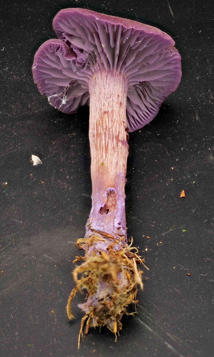 Laccaria amethystina – Violetter Lacktrichterling, die Lamellen stehen weit auseinander