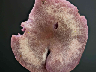 Laccaria amethystina &ndash; Violetter Lacktrichterling, die Hutoberfl&auml;che ist hygrophan, bei Trockenheit ist sie hell, bei N&auml;sse dunkel violett