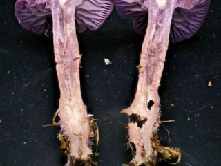Laccaria amethystina &ndash; Violetter Lacktrichterling, das Schnittbild zeigt die hohlen Stiele