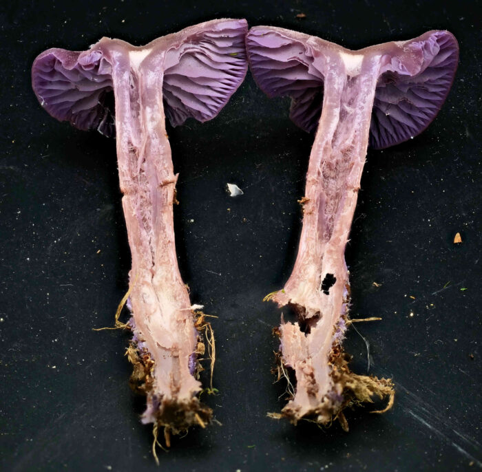 Laccaria amethystina – Violetter Lacktrichterling, das Schnittbild zeigt die hohlen Stiele