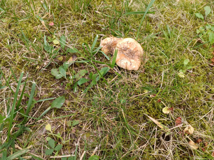 Lactarius acerrimus – Queraderiger Milchling, die Pilze sind Mykorrhiza-Pilze und streng an die Eiche gebunden