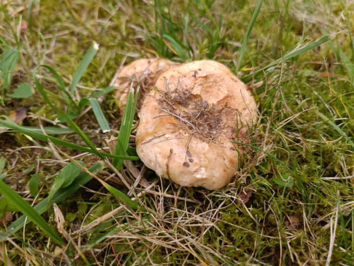 Lactarius acerrimus – Queraderiger Milchling, Fundort unter Bäumen in einem Park