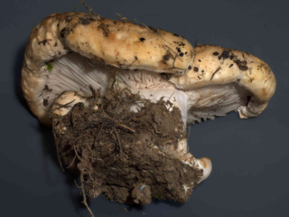 Lactarius acerrimus &ndash; Queraderiger Milchling, die wei&szlig;e Milch dieser Pilze ist brennend scharf