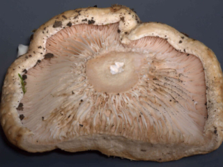 Lactarius acerrimus &ndash; Queraderiger Milchling, besonders in Stieln&auml;he sind die Lamellen h&auml;ufig quer verbunden, ein eindeutiges Bestimmungsmerkmal