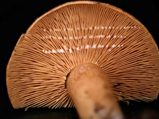 Lactarius porninsis &ndash; L&auml;rchen-Reizker, der wei&szlig;e Milchsaft tritt bei Verletzung aus