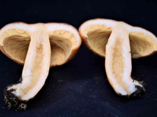 Lactarius porninsis &ndash; L&auml;rchen-Reizker, der Stiel ist hohl