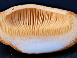 Lactarius porninsis &ndash; L&auml;rchen-Reizker, die wei&szlig;e Milch ist mild bis leicht bitter