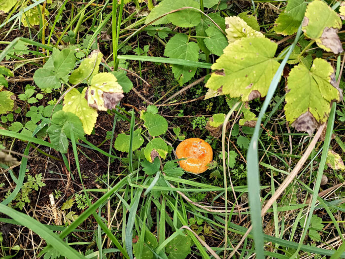 Lactarius porninsis – Lärchen-Reizker, durch den Regen glänzende Hutoberfläche