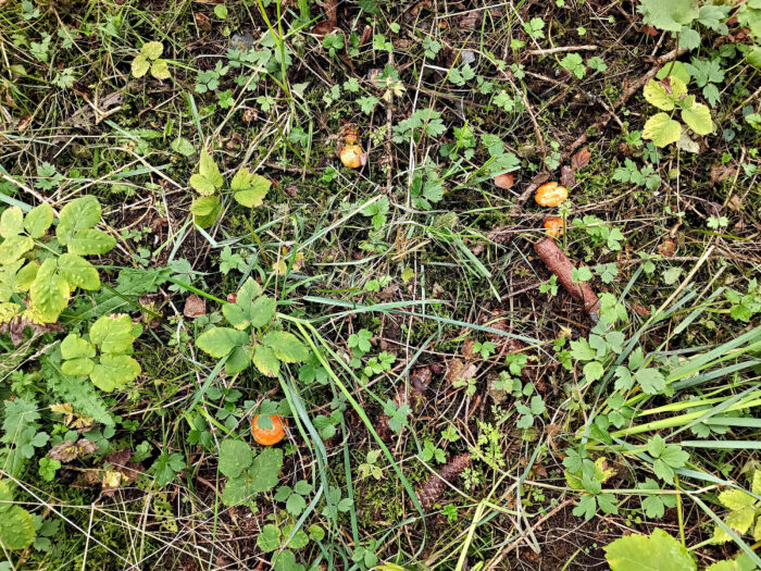 Lactarius porninsis – Lärchen-Reizker, der Mykorrhiza-Pilz ist streng an die Lärche gebunden