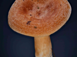 Lactarius porninsis &ndash; L&auml;rchen-Reizker, ganz typische Hutzeichnung