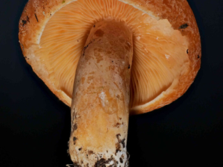 Lactarius porninsis &ndash; L&auml;rchen-Reizker, der Stiel ist leicht grubig, besitzt Flecken