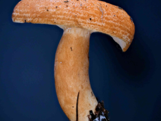 Lactarius porninsis &ndash; L&auml;rchen-Reizker, typisch sind die angedeuteten Ringe auf dem Hut