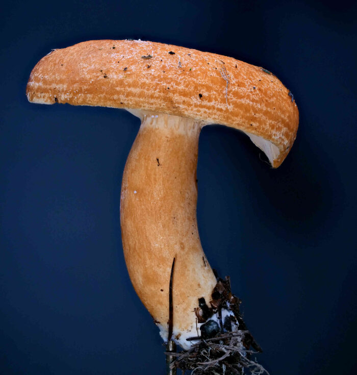 Lactarius porninsis – Lärchen-Reizker, typisch sind die angedeuteten Ringe auf dem Hut