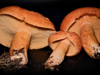Lactarius porninsis &ndash; L&auml;rchen-Reizker, diese Pilze besitzen eine ganz pr&auml;chtige F&auml;rbung